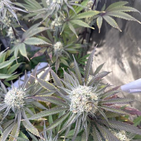Blue Bath by LIT farms #2 and #3 growlog timeline photo