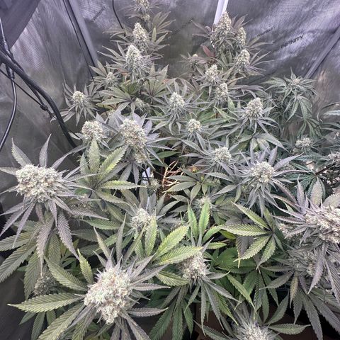 Blue Bath by LIT farms #2 and #3 growlog timeline photo