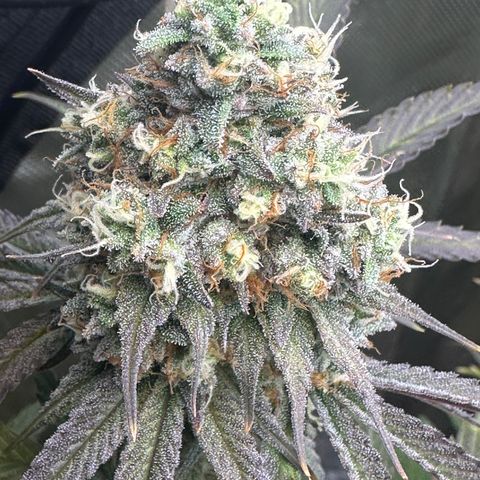 Blue Bath by LIT farms #2 and #3 growlog timeline photo