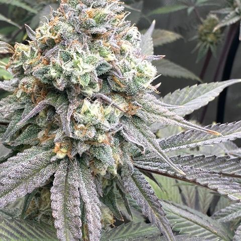 Blue Bath by LIT farms #2 and #3 growlog timeline photo