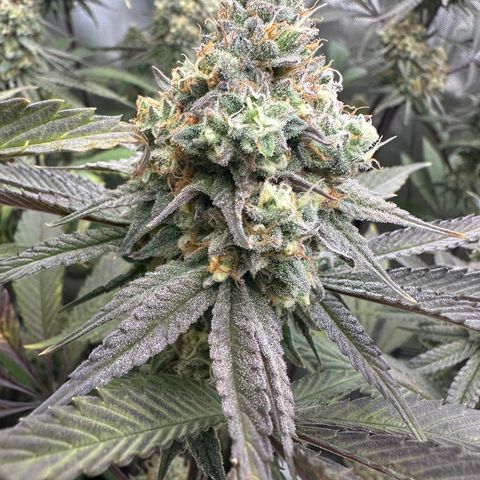 Blue Bath by LIT farms #2 and #3 growlog timeline photo