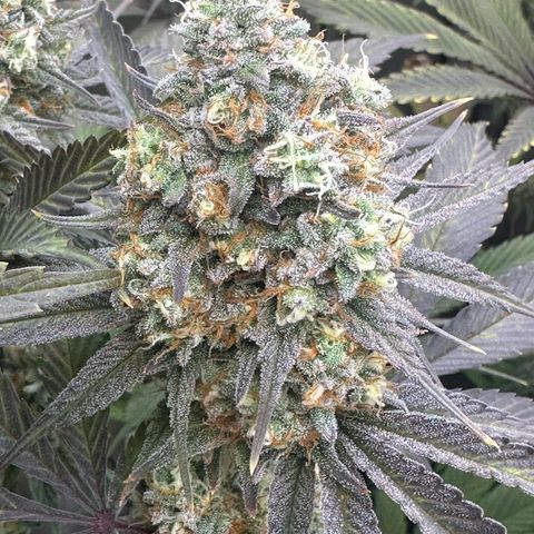 Blue Bath by LIT farms #2 and #3 growlog timeline photo
