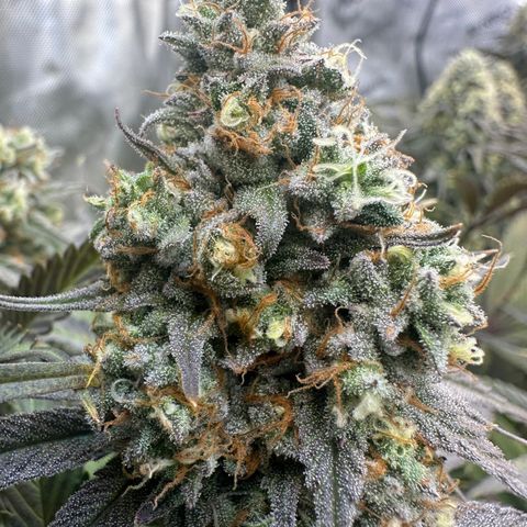 Blue Bath by LIT farms #2 and #3 growlog timeline photo