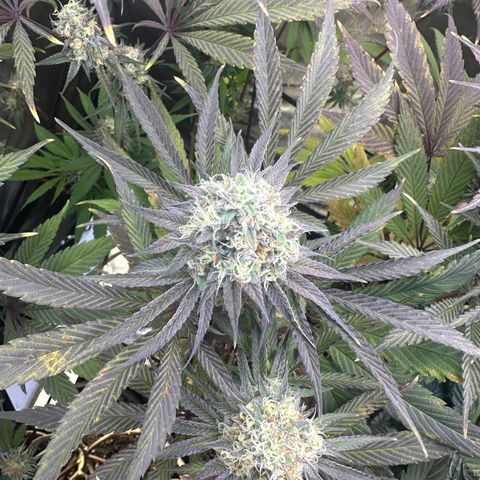 Blue Bath by LIT farms #2 and #3 growlog timeline photo