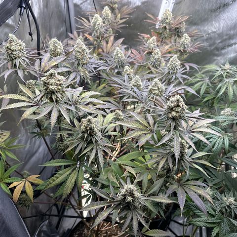 Blue Bath by LIT farms #2 and #3 growlog timeline photo