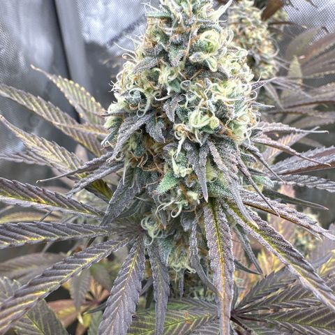 Blue Bath by LIT farms #2 and #3 growlog timeline photo