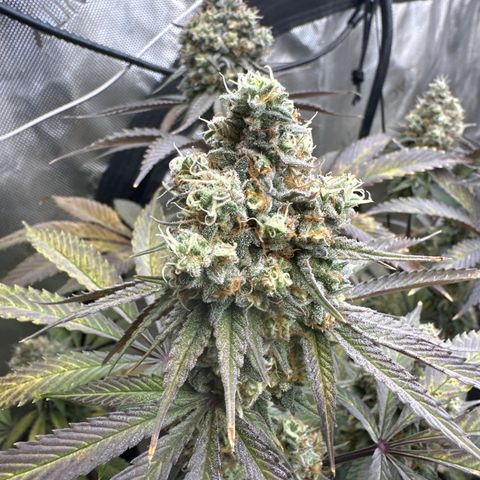 Blue Bath by LIT farms #2 and #3 growlog timeline photo