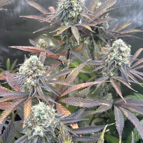 Blue Bath by LIT farms #2 and #3 growlog timeline photo