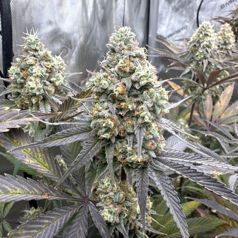 Blue Bath by LIT farms #2 and #3 growlog timeline photo