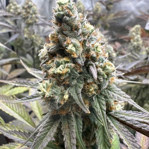 Blue Bath by LIT farms #2 and #3 growlog timeline photo