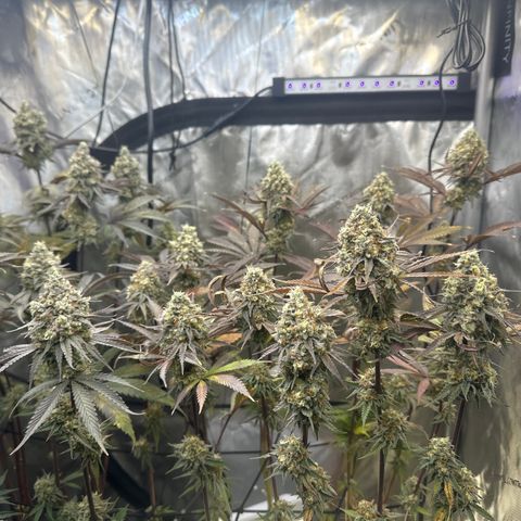 Blue Bath by LIT farms #2 and #3 growlog timeline photo