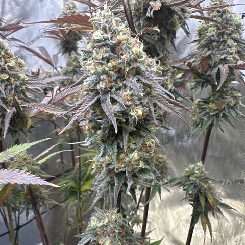 Blue Bath by LIT farms #2 and #3 growlog timeline photo