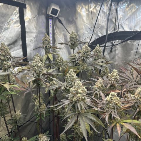 Blue Bath by LIT farms #2 and #3 growlog timeline photo