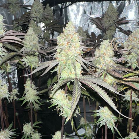 Blue Bath by LIT farms #2 and #3 growlog timeline photo