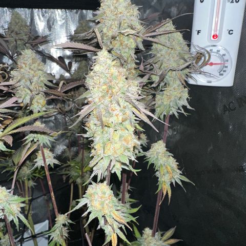 Blue Bath by LIT farms #2 and #3 growlog timeline photo