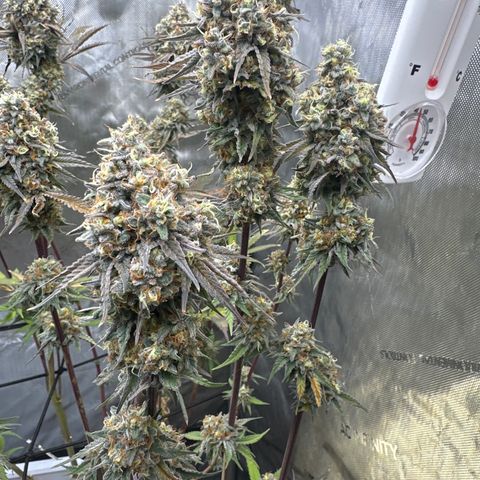 Blue Bath by LIT farms #2 and #3 growlog photo: day before harvest 