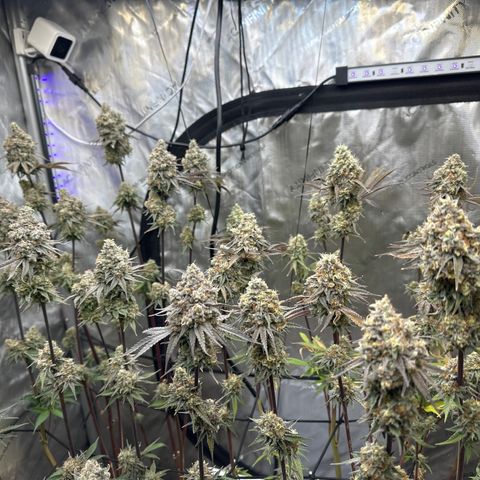 Blue Bath by LIT farms #2 and #3 growlog photo: day before harvest 