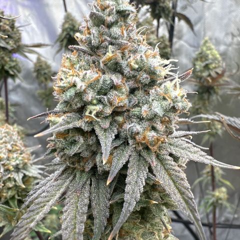 Blue Bath by LIT farms #2 and #3 growlog photo: day before harvest 