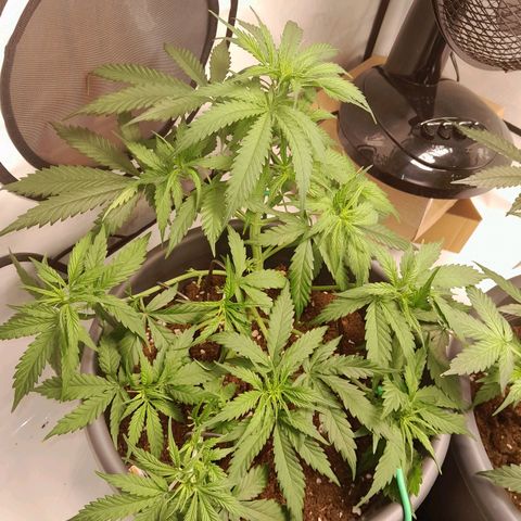 Mintsi growlog photo: Mintzi war beim Friseur 
