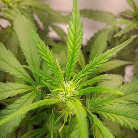 Brusli growlog timeline photo