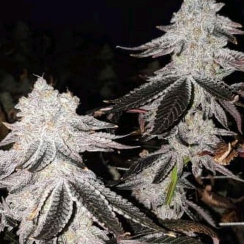 Mintsi growlog photo: So sollte die Pflanze am Ende aussehen 