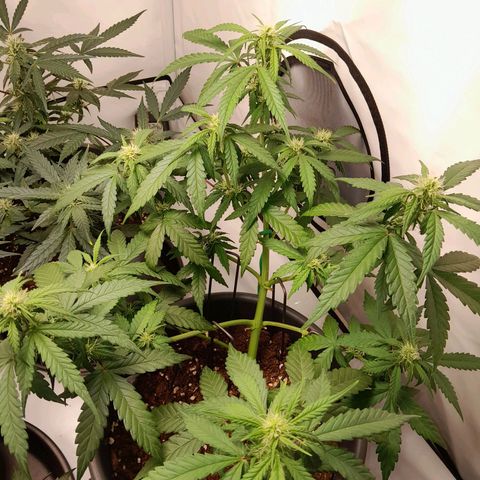Brusli growlog timeline photo