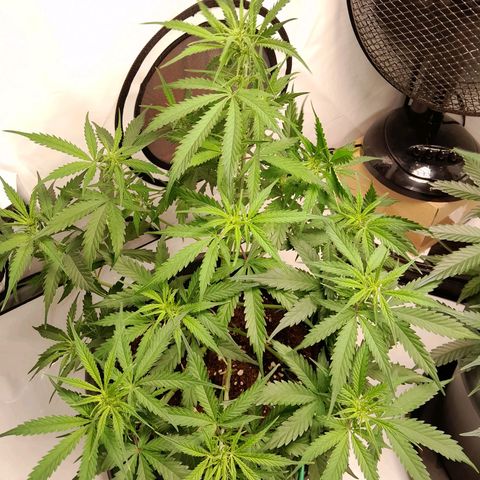 Mintsi growlog timeline photo