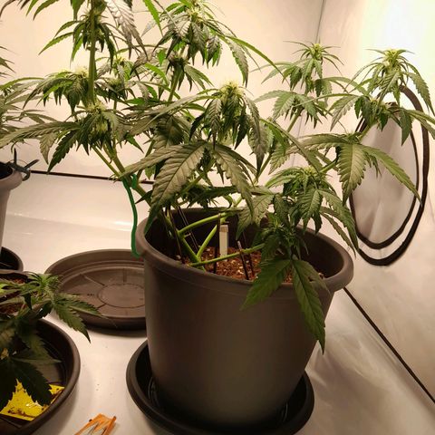 Brusli growlog timeline photo