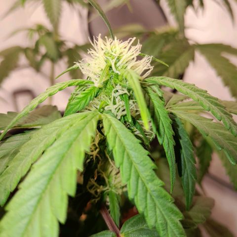 Brusli growlog timeline photo
