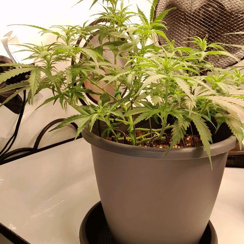 Mintsi growlog timeline photo