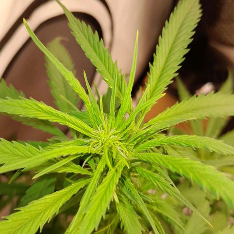 Mintsi growlog timeline photo