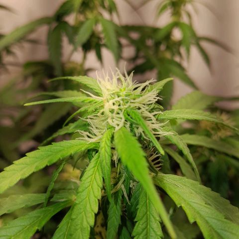 Brusli growlog timeline photo