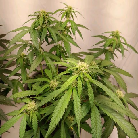Brusli growlog timeline photo