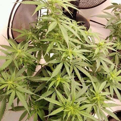 Mintsi growlog timeline photo