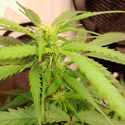 Mintsi growlog timeline photo