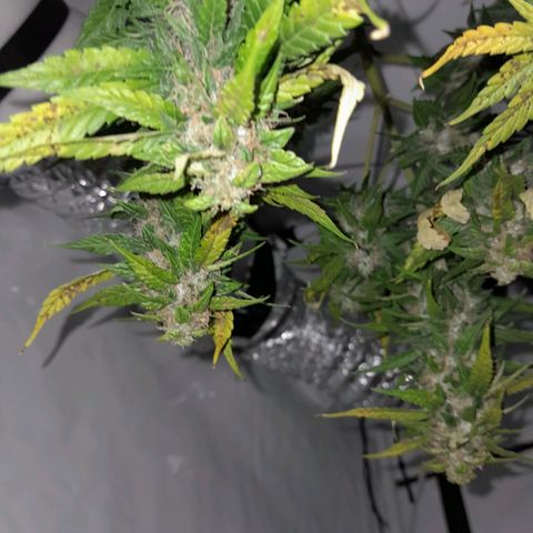 Brusli growlog timeline photo