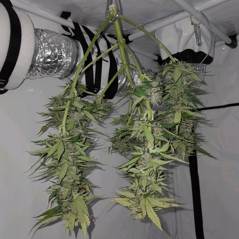 Brusli growlog timeline photo