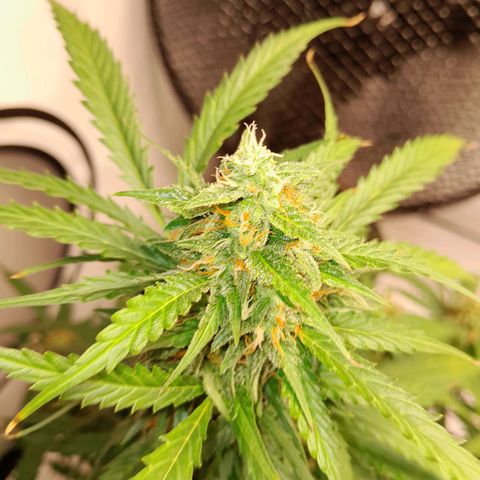 Mintsi growlog timeline photo