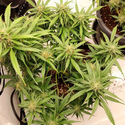 Mintsi growlog timeline photo