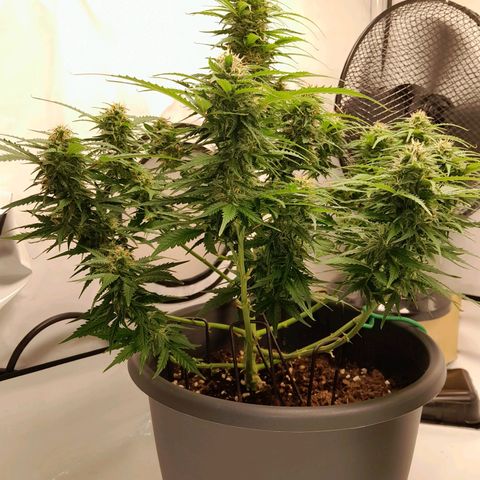 Mintsi growlog timeline photo