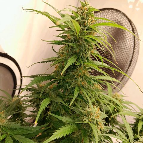 Mintsi growlog timeline photo
