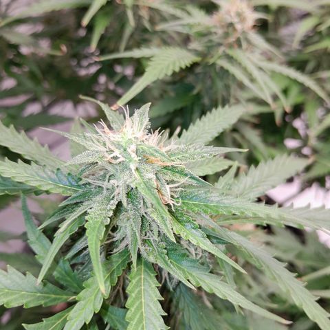 Mintsi growlog timeline photo