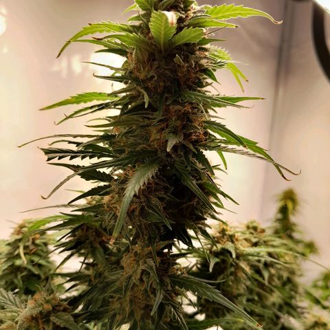 Mintsi growlog timeline photo
