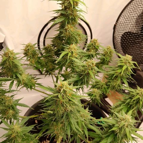 Mintsi growlog timeline photo
