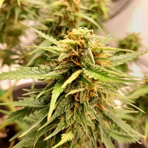 Mintsi growlog timeline photo