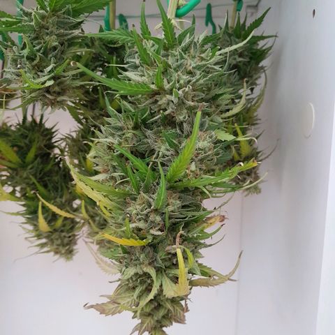 Mintsi growlog photo: Dicke buds und duftet wundervoll