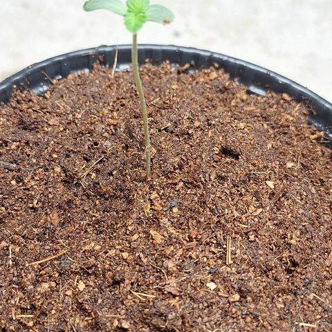 Grape fuel growlog photo: Primeiro vaso para início de estado vegetativo 