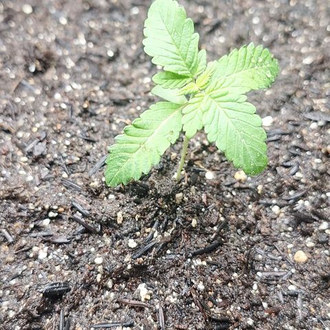Radical Juice growlog photo: Transplante de vaso