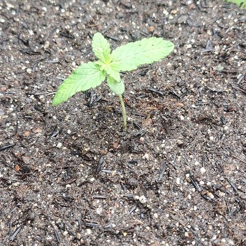 Grape fuel growlog photo: Transplante de vaso