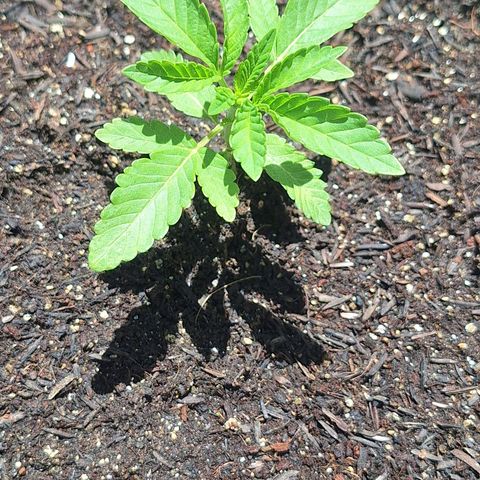 Radical Juice growlog timeline photo